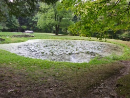 Lily Pond IMG 3733